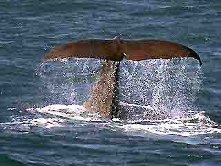  Норвегия:  
 
 Китовое сафари, Анденес